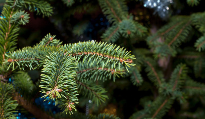 Branch spruce close-up