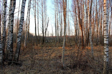 Fototapeta na wymiar Birch grove during a warm sunset on a warm and clear spring evening.
