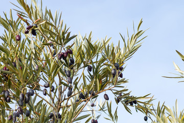 Obraz na płótnie Canvas Olive tree foliage with fruits