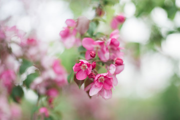 Colorful pink bud of flowers in blossom on spring tree in park. Nature, summer, macro, flowers concept