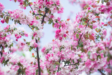 Colorful pink bud of flowers in blossom on spring tree in park. Nature, summer, macro, flowers concept