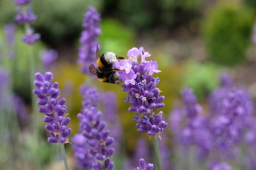 Hummel auf Lavendel