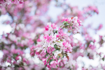 Obraz premium Colorful pink bud of flowers in blossom on spring tree in park. Nature, summer, macro, flowers concept