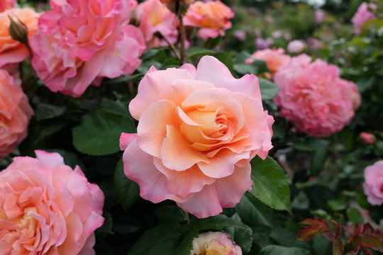 Rosenbeet / Rosen