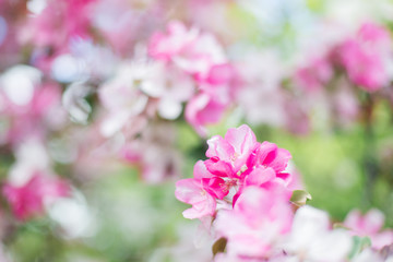 Colorful pink bud of flowers in blossom on spring tree in park. Nature, summer, macro, flowers concept