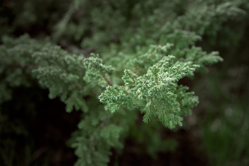 Juniper horizontal a very low creeping slow growing variety. Growing right from the garden path made of sandstone.