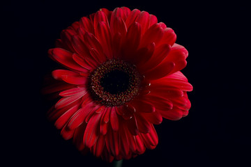 red gerbera flower / red beautiful summer flower, aroma smell concept
