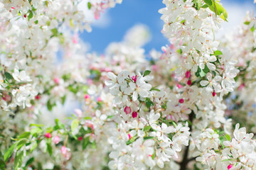 Colorful pink bud of flowers in blossom on spring tree in park. Nature, summer, macro, flowers concept