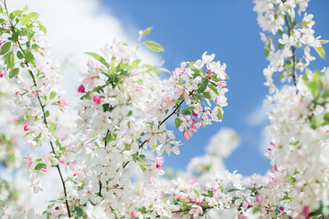 Colorful pink bud of flowers in blossom on spring tree in park. Nature, summer, macro, flowers concept