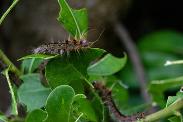 brand wurm 