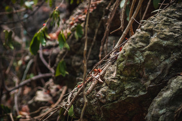dragonfly on tree