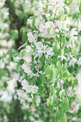 Colorful pink bud of flowers in blossom on spring tree in park. Nature, summer, macro, flowers concept