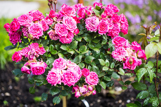 Rosebush, floribunda rose, in the garden