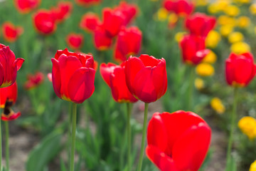 Obraz premium Colorful red tulips of flowers in blossom on summer park. Nature, summer, macro, flowers concept