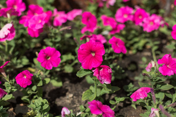 Colorful pink bud of flowers in blossom on spring tree in park. Nature, summer, macro, flowers concept