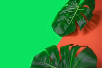 Tropical green palm monstera leaf or swiss cheese plant on pink coral and green background. Summer...