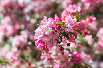 Colorful pink bud of flowers in blossom on spring tree in park. Nature, summer, macro, flowers concept