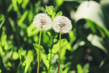 Two blowballs dandelions close-up on green backgroud