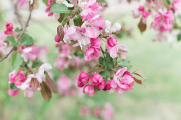 Colorful pink bud of flowers in blossom on spring tree in park. Nature, summer, macro, flowers concept