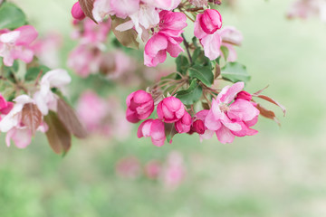 Colorful pink bud of flowers in blossom on spring tree in park. Nature, summer, macro, flowers concept