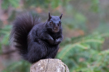black squirrel in spring - Powered by Adobe