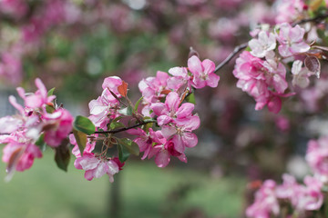 Colorful pink bud of flowers in blossom on spring tree in park. Nature, summer, macro, flowers concept
