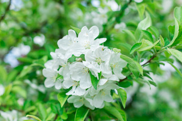 Colorful pink bud of flowers in blossom on spring tree in park. Nature, summer, macro, flowers concept