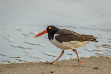 American Oystercatcher (Haematopus palliatus) with bands, number 38, walks along the beach at daybreak in Cape May, NJ