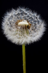 dandelion on black background with drop of water