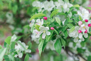 Fototapeta premium Colorful pink bud of flowers in blossom on spring tree in park. Nature, summer, macro, flowers concept