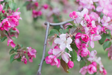 Naklejka premium Colorful pink bud of flowers in blossom on spring tree in park. Nature, summer, macro, flowers concept