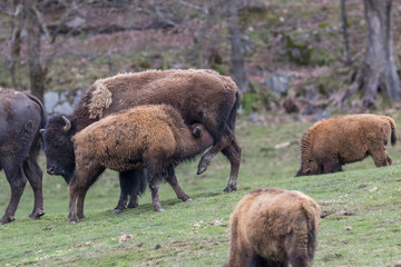 American bison heard in spring