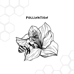 Pollination process hand drawn vector illustration. Honey product store logo, label. Bee and flower ink pen sketch. Geometric honeycomb clipart. Stylized Amaryllis drawing. Isolated design element