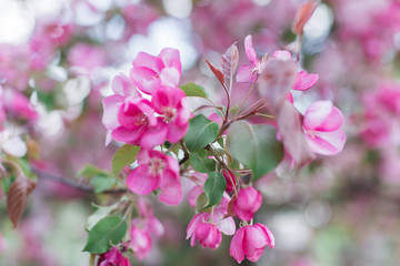 Obraz premium Colorful pink bud of flowers in blossom on spring tree in park. Nature, summer, macro, flowers concept