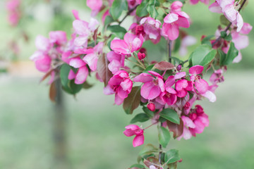 Obraz premium Colorful pink bud of flowers in blossom on spring tree in park. Nature, summer, macro, flowers concept