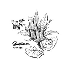 Honey bee on young flower bud, hand drawn vector illustration. Floral ink sketch. Sunflower clipart. Stylized engraved drawing. Isolated monocolor beekeeping design element. Bumblebee outline logo