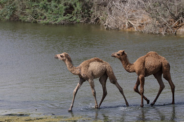 Camel babies crossing the creek 