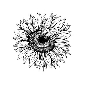 Free Free 235 Outline Simple Sunflower Clipart SVG PNG EPS DXF File