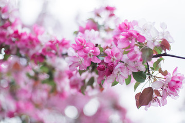 Colorful pink bud of flowers in blossom on spring tree in park. Nature, summer, macro, flowers concept