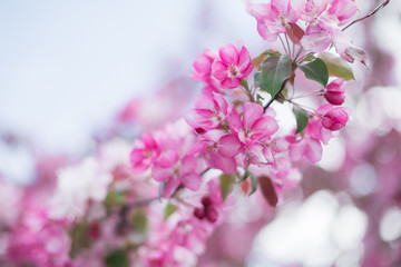 Colorful pink bud of flowers in blossom on spring tree in park. Nature, summer, macro, flowers concept