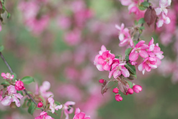 Colorful pink bud of flowers in blossom on spring tree in park. Nature, summer, macro, flowers concept