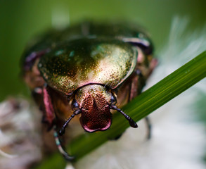 Beetle on the grass macro take, climbing bug, close take