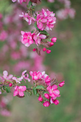 Colorful pink bud of flowers in blossom on spring tree in park. Nature, summer, macro, flowers concept