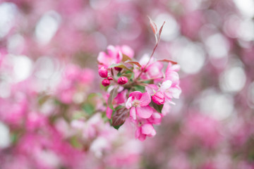 Fototapeta na wymiar Colorful pink bud of flowers in blossom on spring tree in park. Nature, summer, macro, flowers concept