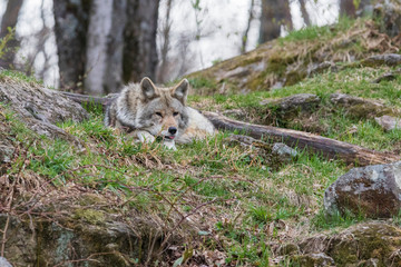 Coyote portrait