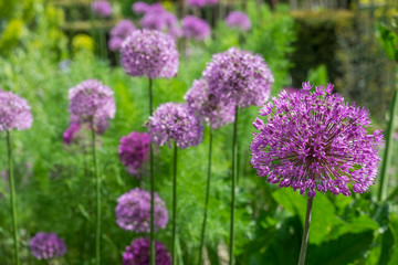 Zierlauch (Allium sp.)