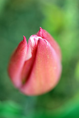 Tulpe