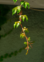 Young leaves in the spring