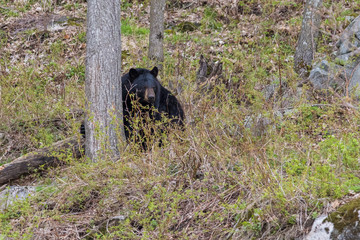 Male black bear in spring