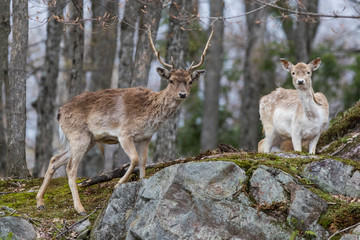 Naklejka na ściany i meble fallow deer (Dama dama) in spring